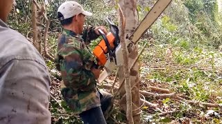 Hmoob Loob Xas Luaj Teb Cog Nplej 4 - 2017