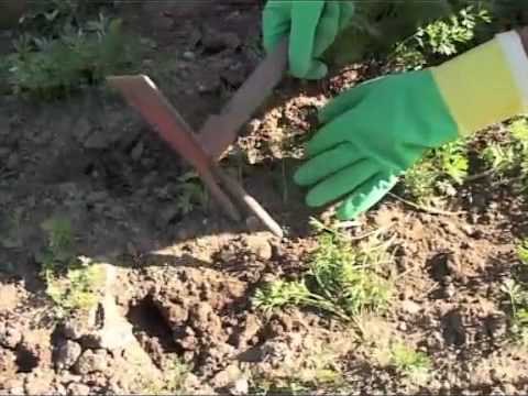 Видео: Төмс ургамлын нөхөн үржихүй байдаг уу?