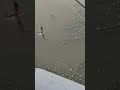 Удар щуки #fishing #окунь #судак #балык #рыбалка #щука