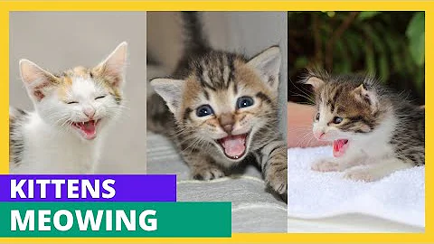 Video 10341141: cat meowing angry persian, persian cat meow sound, cats kittens meowing, cute cat sounds, cute cat baby sound