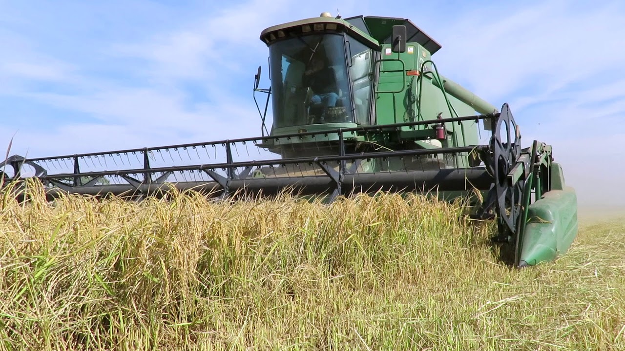 Yuba County Rice Harvest YouTube