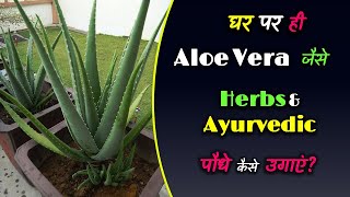 How to Grow Herbs & Ayurvedic Plants Like Aloe Vera at Home Only? – [Hindi] – Quick Support screenshot 3