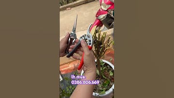 🔥🔥🔥KÉO CỘNG LỰC SK5 CẮT TỈA CÂY CỰC BÉN