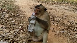 How to drink water for Monkey - Step by Step