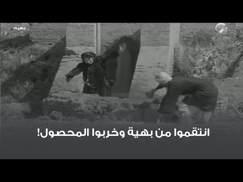 انتقموا من بهية وخربوا المحصول