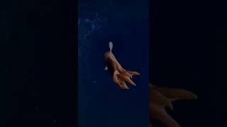 Elephants of the deep sea!
