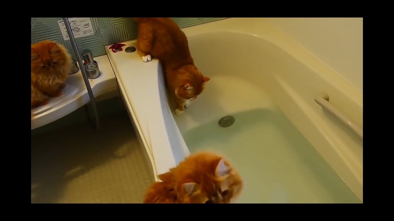 Very cute cat is afraid of water YouTube