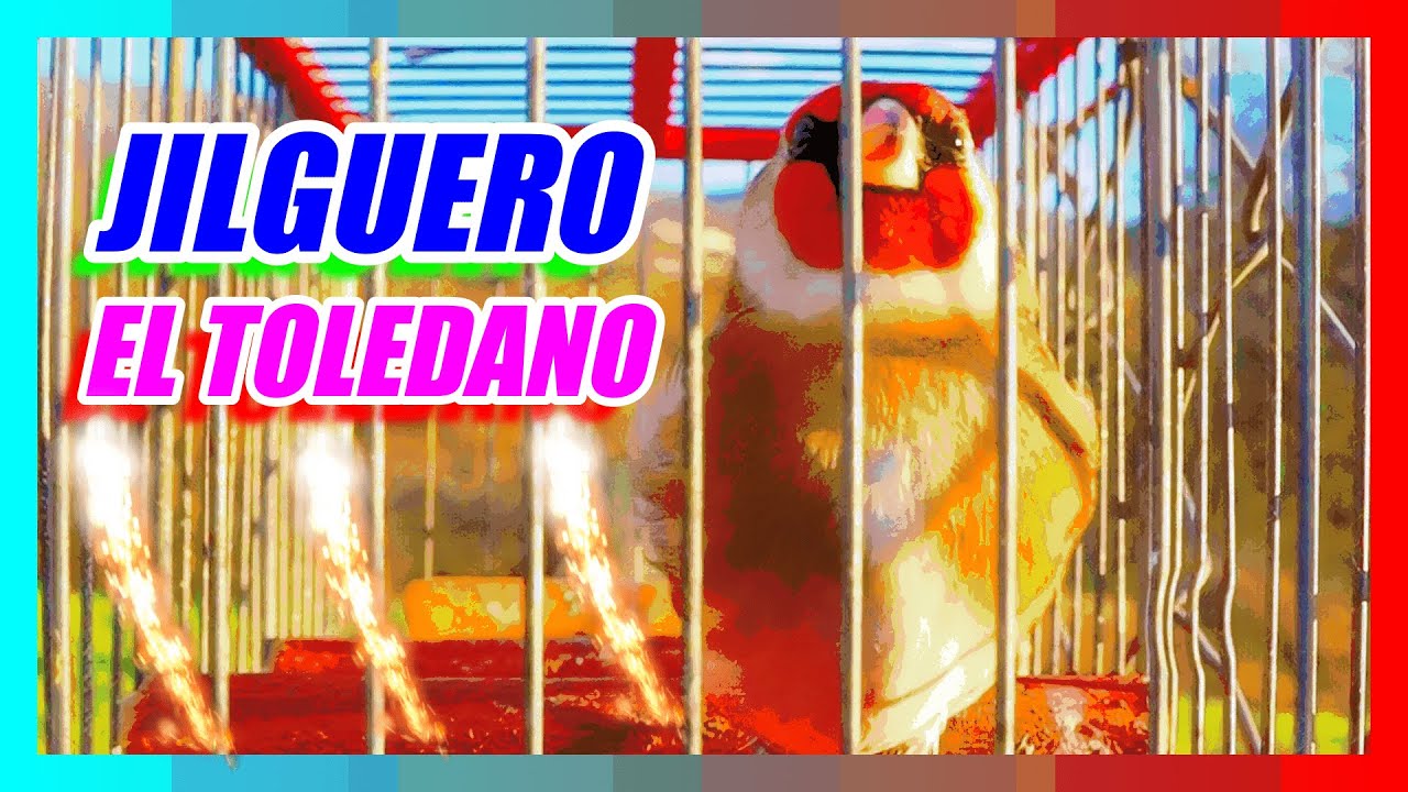 JILGUERO EL TOLEDANO/JILGUERO RECLAMO🔥🔥🔥