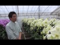 胡蝶蘭の生産現場の紹介（森田洋ラン園様）その1 の動画、YouTube動画。