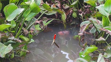 Câu Cá Rô Phi , Chạm Mặt Cá Khủng Đầu Bạc Ẩn Mình Dưới Đám Lục Bình