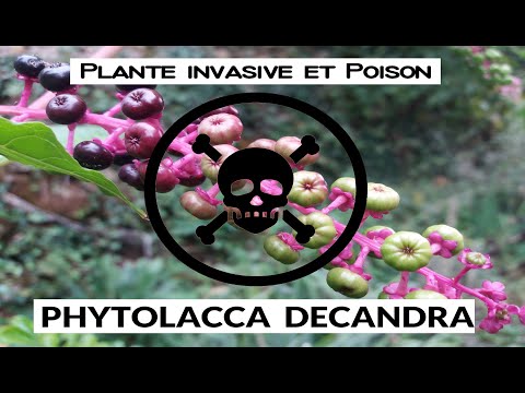 Vidéo: Les baies de pokeweed sont-elles toxiques pour les oiseaux ?