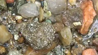 видео: Золото из аномалии в реке! Поиск Золота металлоискателем! картинка: Золото из аномалии в реке! Поиск Золота металлоискателем!