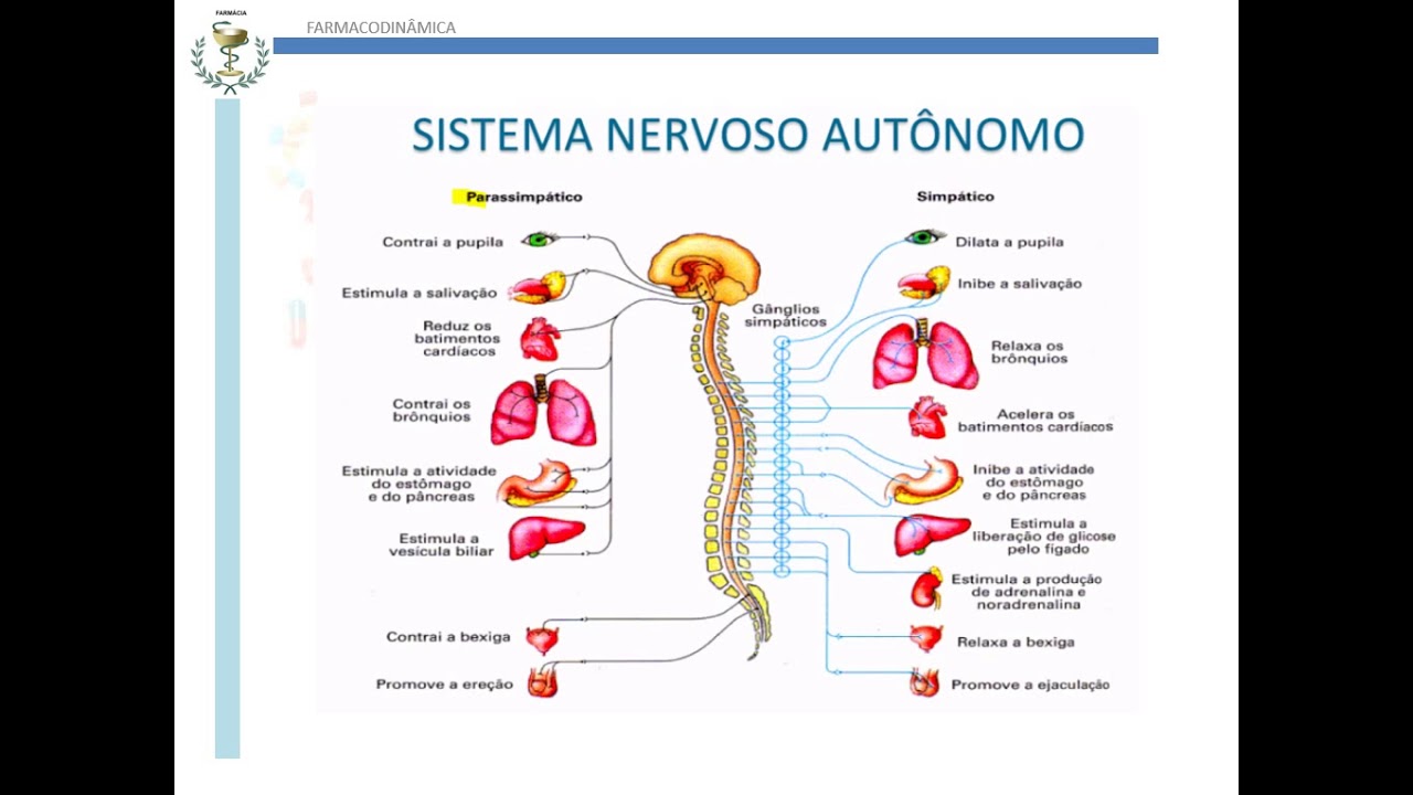 Farmacologia do Sistema Nervoso Autônomo. YouTube Farmacologia do Sistema Nervoso Autônomo. YouTube