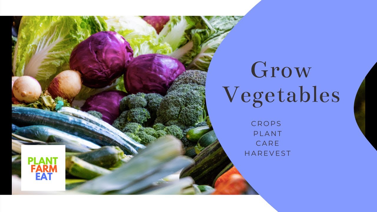 How to grow vegetables indoors