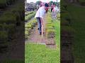 Harvesting Garden Turf by Neatly Digging Up the Roots for Resale #shorts