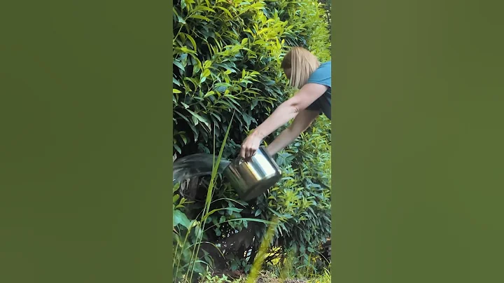 How to kill POISON IVY without toxic chemicals PART 2