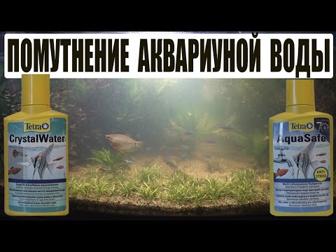 Помутнение воды в аквариуме