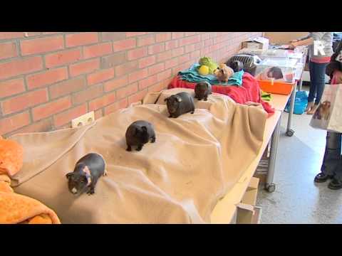 Video: Cavia: Hoe Het Eruit Ziet