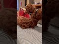 Dogs playing #shorts #labradoodle