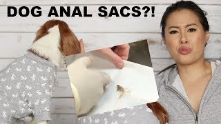 Dog Anal Sacs and Anal Glands Maintenance | Scooting Cavalier King Charles