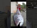 The biggest tuna in the world ￼