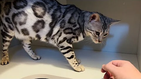 Video 3976291: home bengal cats, cats meowing purring, meow kitty cute, cat facts, cat playing