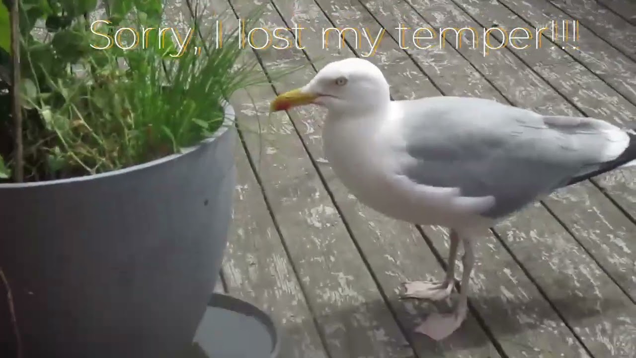 Gus the Seagull Ruined my Flower! 😎