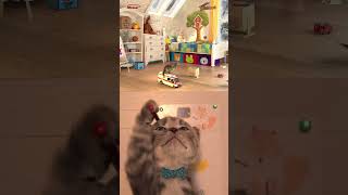 Adventure Of A Little Kitten  #Kitten #Educationalvideo #Kitty