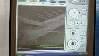Table top SEM demo