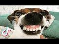 Angry Dog Videos 2021😡 It's time to LAUGH with Dog's life 🐶