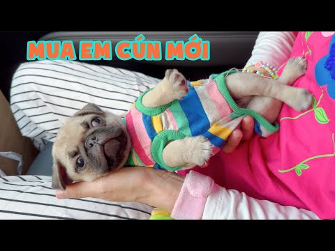 Video: Tết này, hãy bắt đầu mới vào việc chăm sóc thú cưng