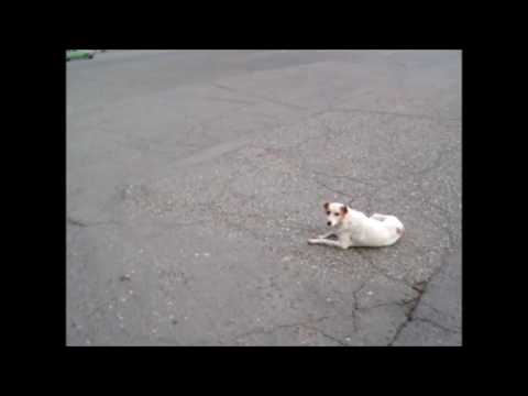 Dog in Rustavi რუსთავი, Georgia