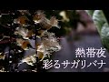 熱帯夜、彩るサガリバナ
