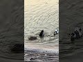 Amazing Ducks Catching Fish in the Pond🦆🐟 | Incredible Bird Hunting Moment #Wildlife #Nature #bird