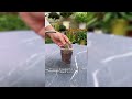Method To Propagate New Shoots #gardening