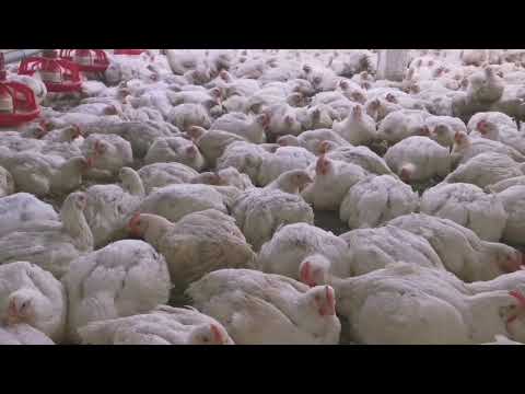 Video: Broiler Tavuk Nasıl Yetiştirilir