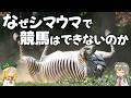 【疑問】なぜシマウマで競馬はできないのか【解説】