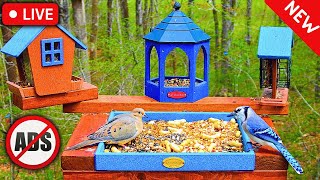 🔴LIVE Bird Feeder Cam | 🚫No Ads! | NEW Bird Cam Setup