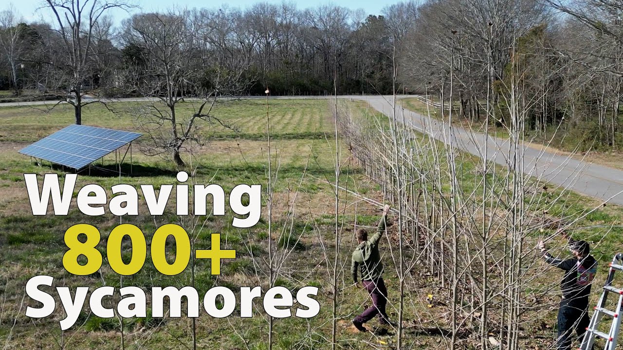 Arborsculpture - Weaving With Sycamores - Part Two