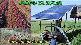 Kilimo cha vitunguu umwagiliaji kwa Pampu za maji za solar na drip irrigation matone solar pumps JUA