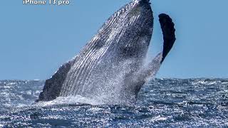 Cabo whales 2024 2