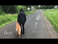 Capital District Dog Trainers/Albany Dog Trainers: 1.5 Year Old Golden Retriever Finn Capital District Dog Trainers/Albany Dog Trainers: 1.5 Year Old Golden Retriever Finn