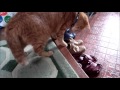 猫パンチ！！！！