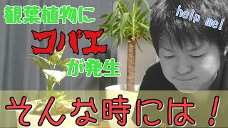 観葉植物に住み着くコバエを撃退！！