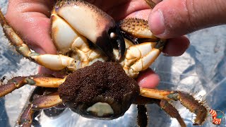 Warty crab (Eriphia verrucosa)  Amazing Yellow crabs