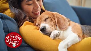 Lubbock Animal Services - Holiday Pet Adoption