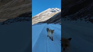 The fox grabbed the drone #fox #animal  #drone #dronevideo #лиса #дрон