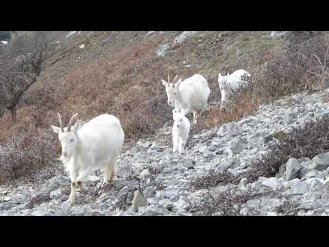 Great Orme Goats - 13/03/2020