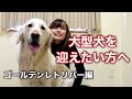 大型犬を飼いたい方へ【ゴールデンレトリバー編】
