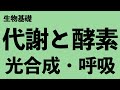 【代謝と酵素の知識はこれだけ！】代謝と酵素，光合成，呼吸を図でイメージする！【高校生物 生物基礎】